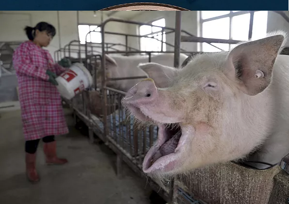 Alibaba проследит за свиньями